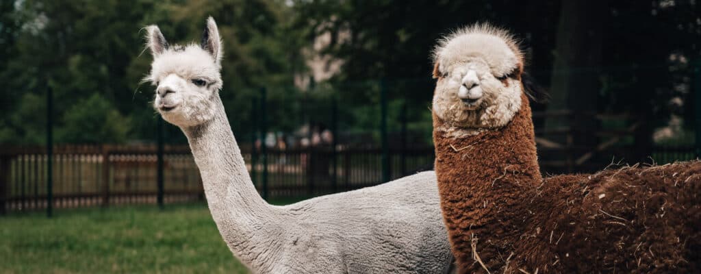 Patrons of our alpacas: Pavel Horváth, Mariana Prachařová, Dana Batulková, and Stephanos Germenis-Hildprandt