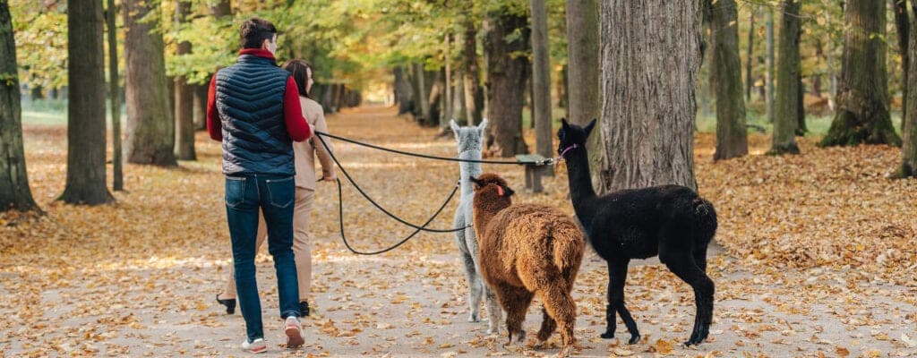 ABOUT OUR ALPACAS
