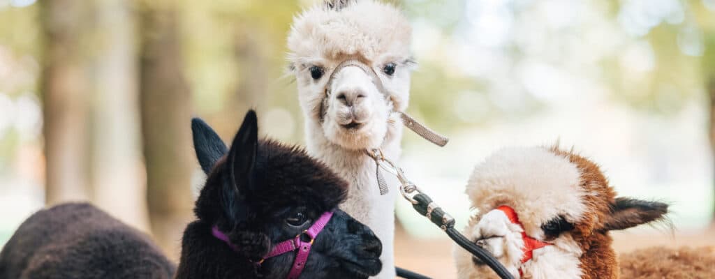 ALPACA WALKS