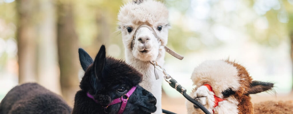 ALPACA WALKS